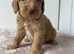 F1 cockapoo puppies