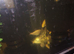 Koi fry for sale