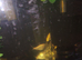 Koi fry 12 weeks old