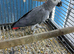 Congo African grey Glasgow