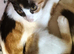 2.kittens for sale