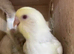 3 x baby budgies