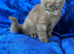 Top pedigree bsh kittens cinnamon and lilac gccf