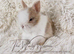 LAST TWO FULLY VACCINATED LIONHEAD BROTHERS