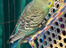 9 week old baby budgies available home reared