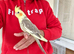 Super silly hand tamed baby cockatiel