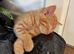 Gorgeous ginger kitten