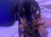 Miniature dachshund puppies