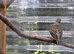 pair Mistle thrushes