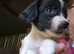 Springer spaniel girl