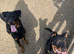 4 month old male Rottweiler