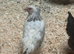 Light Sussex pullets