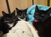 Kittens for sale