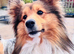 Beautiful handsome sable boy available for stud