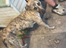 Bull greyhound