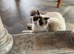 Pedigree ragdoll female