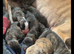 Lurcher puppies for sale