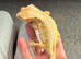 crested gecko