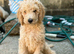 READY NOW! Standard poodle puppies kc registered