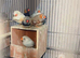 7 8 pair breeder with eggs