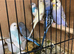 Baby budgies