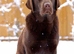 Beautiful Show English Labrador Chocolate Female