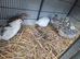 7 mixed quail with hutch