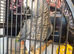 Congo African grey