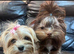 Chocolate male Yorkshire terrier