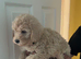 F1B Mini Goldendoodles (3 girls and 4 boys)