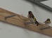 Pair of 2025 goldfinches