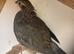 California quail pair