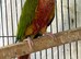 Conures breeder pair