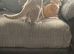 Gorgeous litter of British shorthair mix