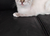 Siberian
