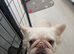 Female fluffy frenchie
