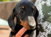 Last boy left miniature dachshund puppy