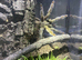 Trinidad chevron  adult full grown female