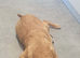Labrador