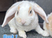 Young Mini Plysh Lops available. Hypoallergenic fur.
