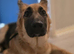 female German shepherd (read description)