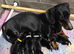 Schnauzer x Daschund F1 Schnoxies puppies