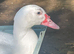 Stunning Muscovy ducklings