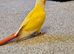 Hand Reared Lutino Conure Baby