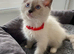 ragdoll kittens