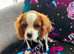 Cavalier King Charles