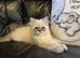 STUNNING MALE BLUE POINT PERSIAN KITTEN READY NOW
