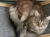 Maine Coon future queen