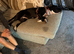 Female staffy cross