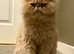 Lovely flat face Persian male 1 years old.